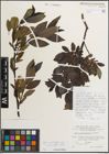 Foto von Salix mielichhoferi Saut. x Salix myrsinifolia Salisb.